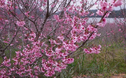 Check-in rừng hoa anh đào Nhật Bản đang nở rộ ở Điện Biên