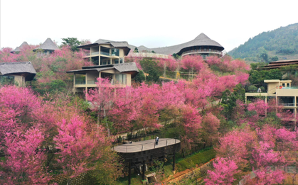 Không phải Hàn Quốc, Nhật Bản, đây là nơi đang có hoa mai anh đào nở rực 1 góc trời: Cách Hà Nội 300km