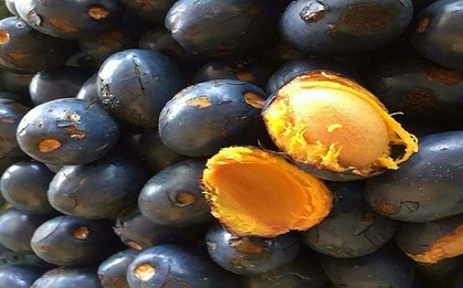 Loại quả xưa mọc hoang dại đầy đường, cho không ai lấy, giờ thành đặc sản "ăn là nhớ mãi", nườm nượp người mua