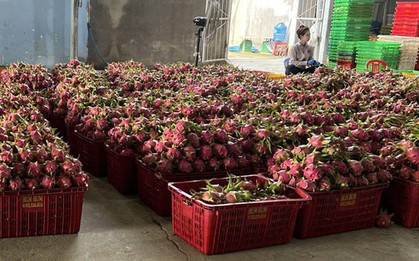 Giá thanh long chong đèn tại Lâm Đồng đạt mức cao nhất nhiều năm