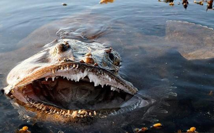 "Thủy quái" của biển khơi, nhìn qua đã thấy rùng mình nhưng thịt ngon khó cưỡng lại bổ như sâm, là "món hiếm" trong giới ẩm thực