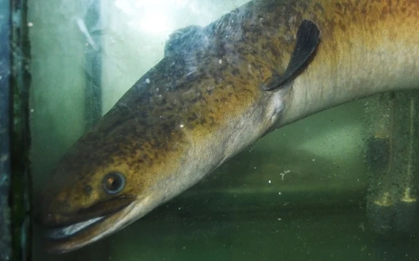 "Thủy quái" dưới lòng sông Đà được ví như "nhân sâm nước", đại gia chi 45 triệu đồng để sở hữu