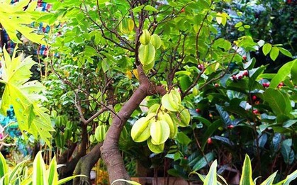 Trong sân mà có 3 cây này thì giữ cho kỹ, chặt đi là mất lộc ngay