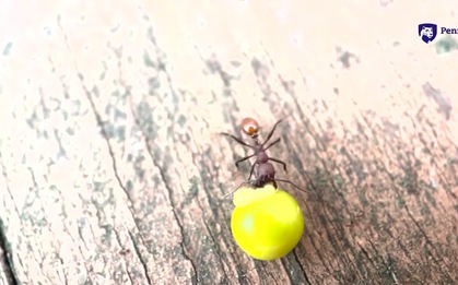 Phát hiện ở sân sau nhà của một cậu bé 8 tuổi đã thực sự thay đổi khoa học mãi mãi