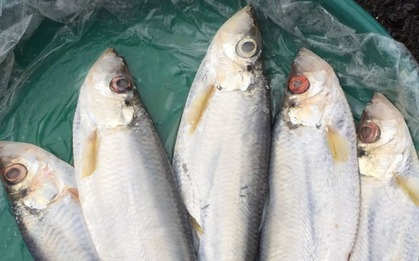 Loại cá được mệnh danh là "tứ quý ngư”, đứng đầu danh sách cá quý mà dân sành ăn săn lùng