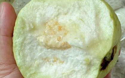 Thương lái tấp nập vào tận vườn thu mua loại quả giòn, ngọt đậm, người dân Hưng Yên kiếm bộn tiền