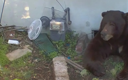 Ở cùng gấu khổng lồ 30 ngày, người đàn ông kể lại trải nghiệm ám ảnh