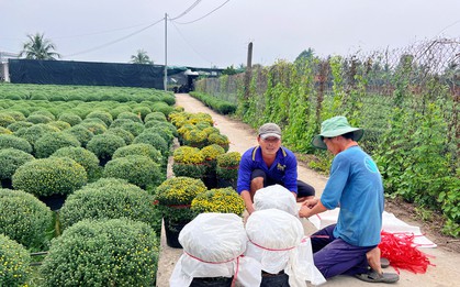 Hoa Tết nở sớm, nhà vườn đứng ngồi không yên