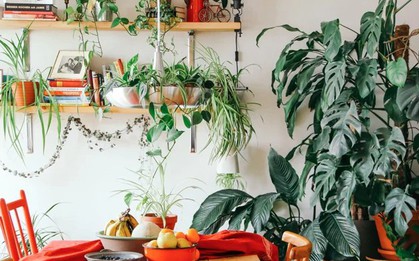 Cây xanh có thực sự giúp lọc không khí trong nhà? Dưới đây là tất cả những gì bạn cần biết