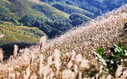 Về Quảng Ninh ngắm cỏ lau 'thức giấc' trên dải biên cương Bình Liêu