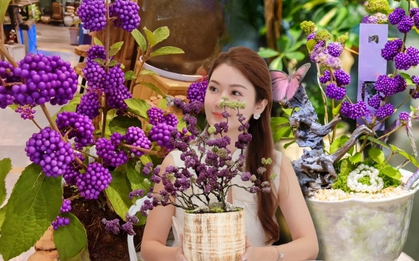 Loài cây Tết đến nhiều nhà muốn có: Chuỗi ngọc tím thổi bừng sức sống năm mới, hút tài lộc vào nhà