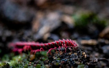 Phát hiện loài sinh vật hiếm chỉ xuất hiện vài ngày mỗi năm, du khách nối đuôi nhau đến tận nơi xem