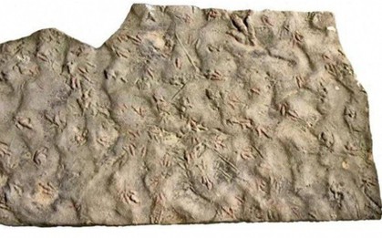 Bảo vật vô giá hàng trăm triệu tuổi bị dân làng dùng làm đá kê chân 20 năm