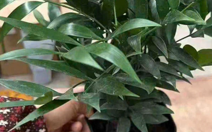 Không phải kim tiền, đây mới là 4 loại cây mà người giàu thích đặt ngay trong phòng khách: Vừa đẹp sang, vừa may mắn