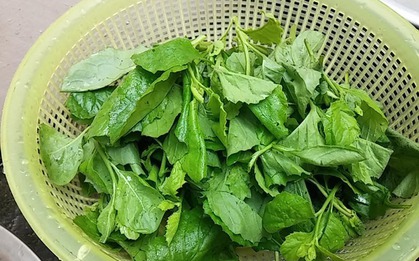 Loại rau dại xưa cho lợn ăn, nay thành đặc sản: Bổ như thuốc quý, có tiền chưa chắc mua được