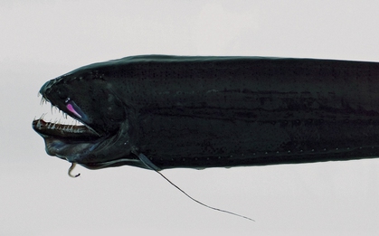 Loài thủy quái đáng sợ nhất hành tinh