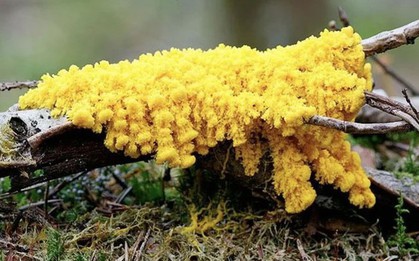 "Quái vật" kỳ lạ nhất hành tinh: Không não nhưng rất thông minh, có gần 720 giới tính