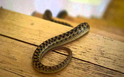 6 dấu hiệu cho thấy rắn đang có mặt trong nhà bạn