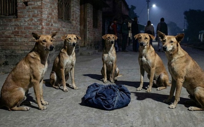 Bé sơ sinh bị bỏ rơi trên đường, đàn chó "đứng canh" suốt đêm