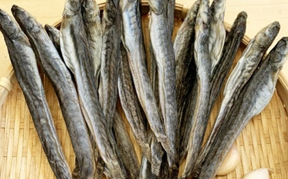 Loại "cá nhà nghèo" ngọt như mì chính, được ví là "sâm nước", giá tới nửa triệu đồng 1kg