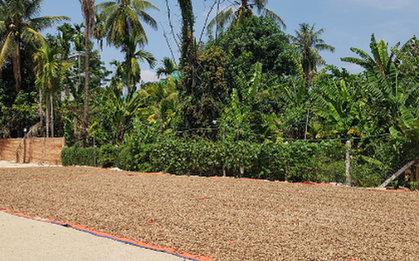 Cứu tinh từ châu Phi đổ bộ giúp Việt Nam xuất khẩu bỏ xa cả thế giới: Nước ta chi hàng tỷ USD mỗi năm để mua hàng, được người Mỹ cực kỳ ưa chuộng