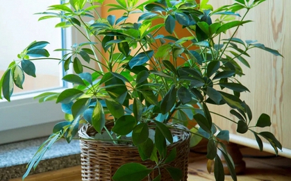 9 loại cây vừa đuổi muỗi hiệu quả, vừa hút tài lộc, sức khỏe gia chủ tốt lên thấy rõ: Nhà nào cũng nên trồng