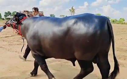 Con trâu được trả 8,7 tỷ đồng, người đàn ông vẫn từ chối bán