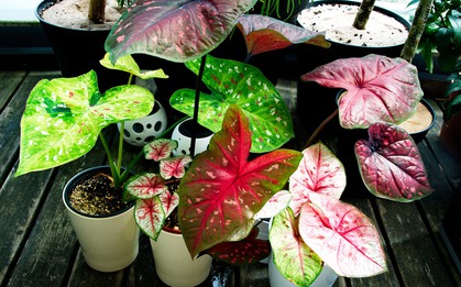 5 loại cây có độc hay trồng trong nhà