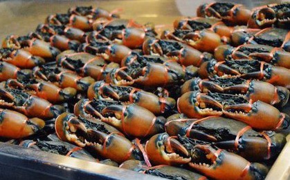 Kho báu dưới nước của Việt Nam 'bơi' sang Mỹ, Nhật Bản siêu đắt hàng: xuất khẩu tăng khủng hơn 600%, chất lượng vượt trội hàng đầu thế giới