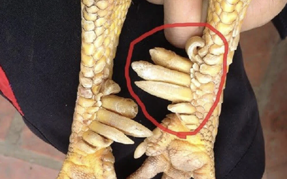 Một loài vật trong truyền thuyết Việt Nam có thật ngoài đời, nay thành đặc sản đắt đỏ