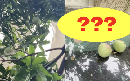 Quả xoài "tai tiếng" nhất Việt Nam: Khiến một nữ đại gia tốn cả trăm triệu vẫn chỉ biết "im lặng chịu trận"