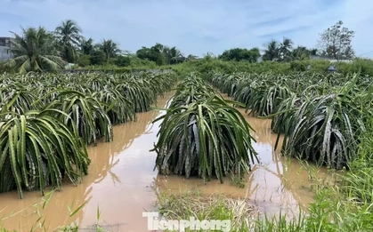 Nông dân xót xa nhìn vườn thanh long để bán Tết chìm trong “biển nước”