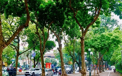 Cảnh lạ trên con đường lãng mạn đông ‘nàng thơ’ nhất Hà Nội