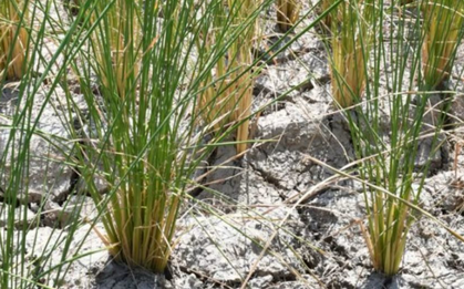 Một quốc gia Đông Nam Á thông báo vừa đón tin vui từ xuất khẩu gạo: Đã xuất khẩu sang 72 thị trường, sắp trở thành đối thủ của Việt Nam, Thái Lan tại Philippines