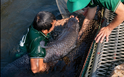 "Quái ngư” có kích thước hiếm gặp dưới lòng hồ nhân tạo lớn nhất Đông Nam Á