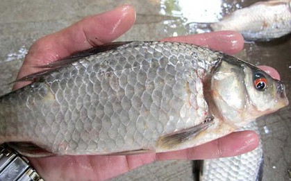Loại cá nhỏ, rẻ nhưng được thầy thuốc xưa gọi là ‘đại bổ’, nhiều nhà nấu mãi mà không biết giá trị thật