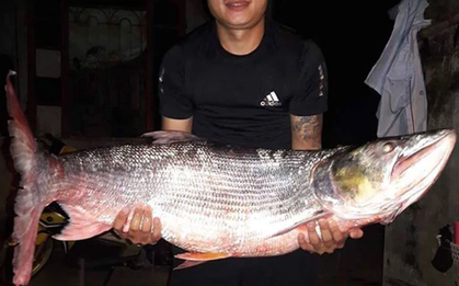 "Quái ngư" dưới lòng sông Đà: Hung tợn, uy lực, được ví như "cá mập sông"