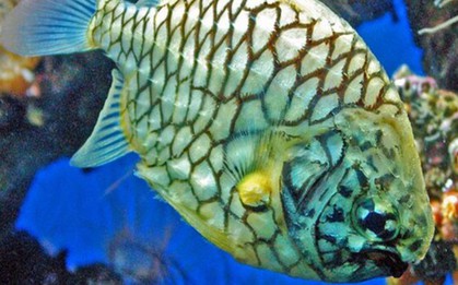 Đặc sản bạc triệu từ hai loài cá có cái tên khiến ai cũng tò mò