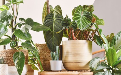 9 loại cây tuyệt đối không nên trồng trong nhà có trẻ nhỏ