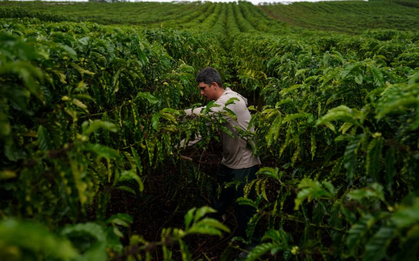 Cà phê robusta trỗi dậy: Một quốc gia BRICS đặt mục tiêu tăng sản lượng gấp 150 lần, Việt Nam đang dẫn đầu thế giới