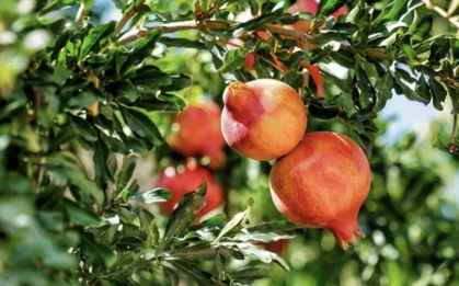 Loại quả giàu collagen chống lão hóa đang vào “mùa vàng”, giá rẻ bèo bán đầy khắp chợ Việt