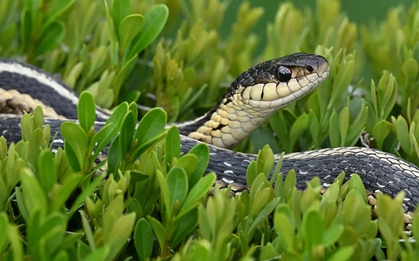 Loại cây là “thỏi nam châm” hút rắn tới nhà, ai đang trồng phải thật cảnh giác
