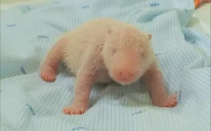 Gấu trúc đầu tiên ra đời ở Indonesia