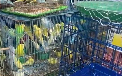 Kiểm tra cửa hàng chim cảnh nổi tiếng ở TPHCM, tạm giữ 341 con chim đủ loại
