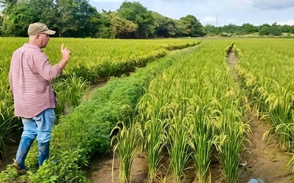 Giống lúa Việt Nam "gây sốt" khi được Cuba trồng đại trà: Nông dân thu hoạch xong phải… ngỡ ngàng