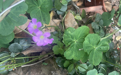 Cây me đất hoa tím có chữa được đái tháo đường?