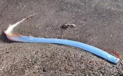 Cá "ngày tận thế" quý hiếm dạt vào bờ biển gây xôn xao dư luận