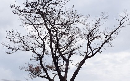 Cây thông 'cô đơn' nổi tiếng trên đèo Hải Vân chết khô