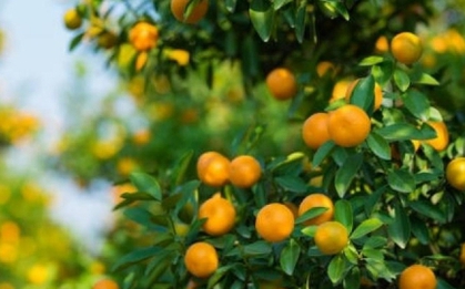 Loại quả “báu vật" ngày Tết, cực tốt cho sức khỏe nhiều người lại chỉ để ngắm