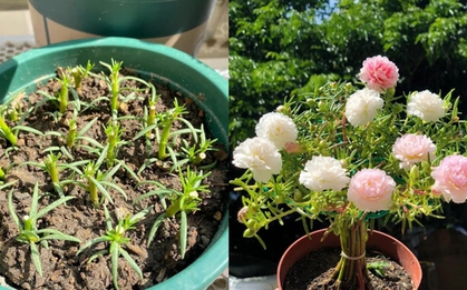 Chơi hoa hết 3 ngày Tết: Thực hiện ngay việc này để cây tiếp tục "hồi sinh", biến ban công thành khu vườn "như mới"